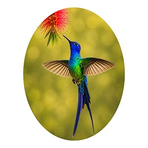 Hummingbird at Red Flower